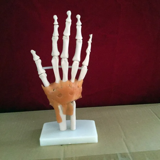 

free shipping hand joint with ligaments human vola palm skeleton model