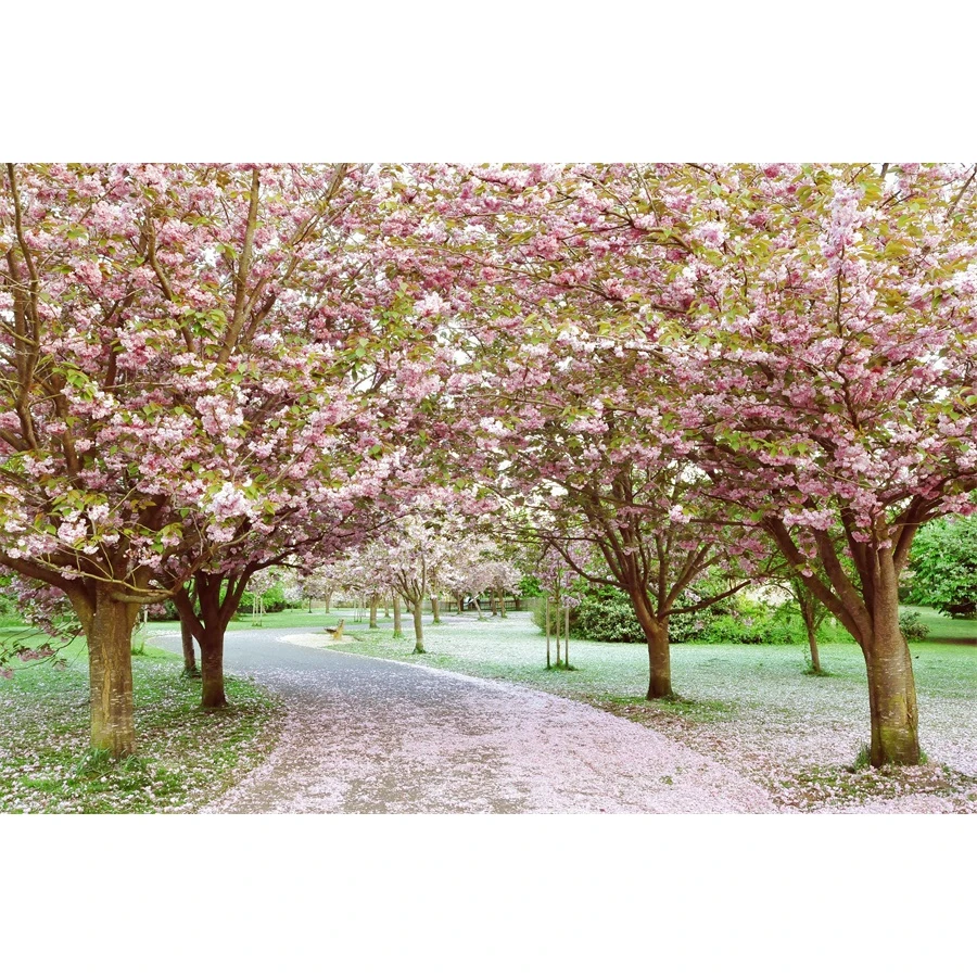 

Pink Cherry Blossom Trees Garden View Photography Backgrounds Customized Baby Children Photographic Backdrops For Photo Studio