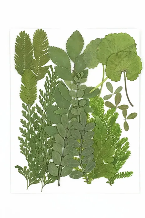 21 искусство природные прессованные листья в смешанпосылка настоящее растение