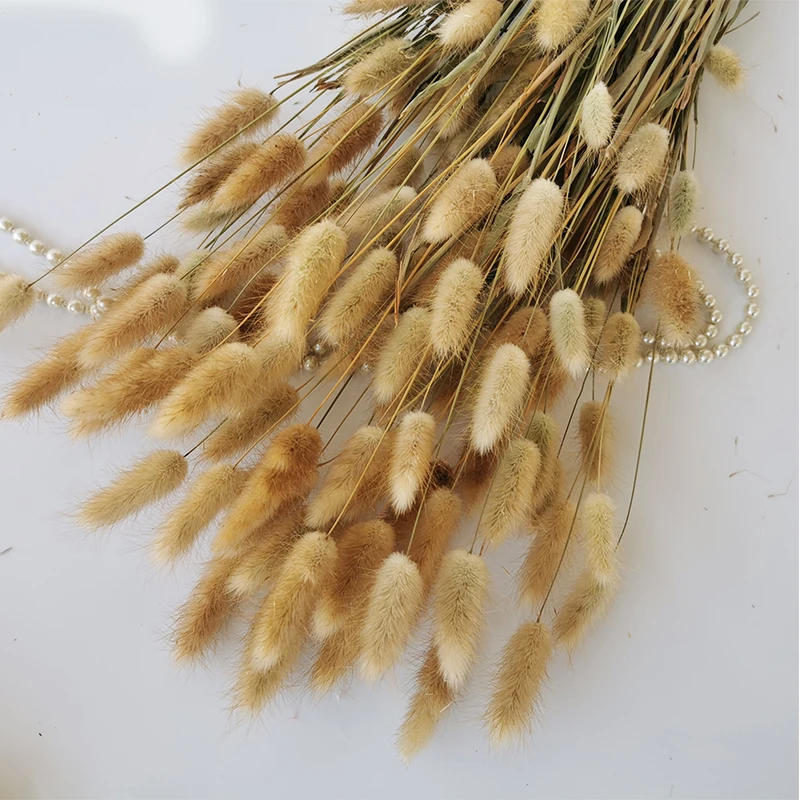 

10pcs Natural Plants Floral Dried Flower Bunny Tail Rabbit Grass Bouquet Home Decoration Accessories Photography Props Flores