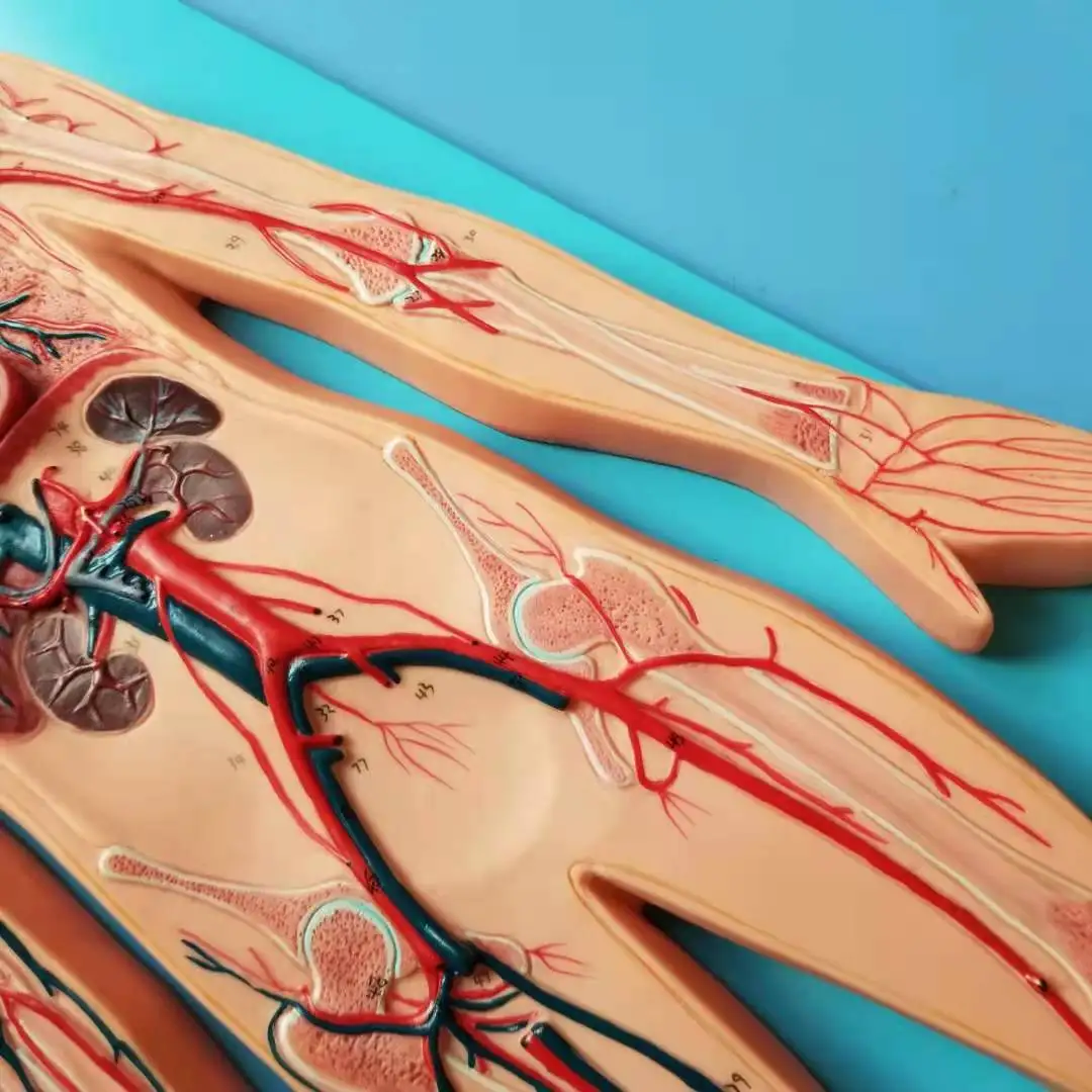 Анатомическая модель системы кровообращения ISO | Канцтовары для офиса и дома