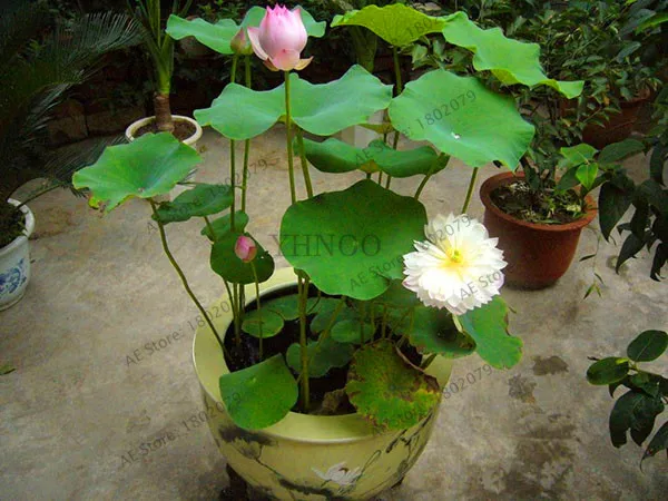Hot Sale!5pcs Bowl Lotus plantas Hydroponic Plants Aquatic Plants Flower Pot lotus Water Lily flores Bonsai Home Garden, Garden