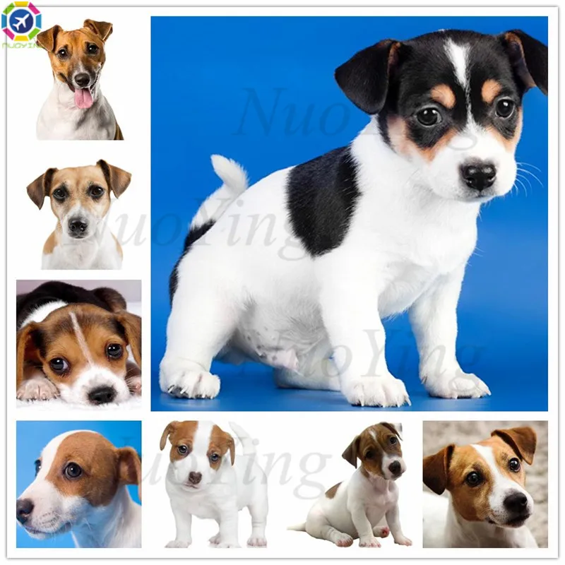 5D алмазная живопись Джек Рассел терьер Набор для вышивки крестиком мозаика