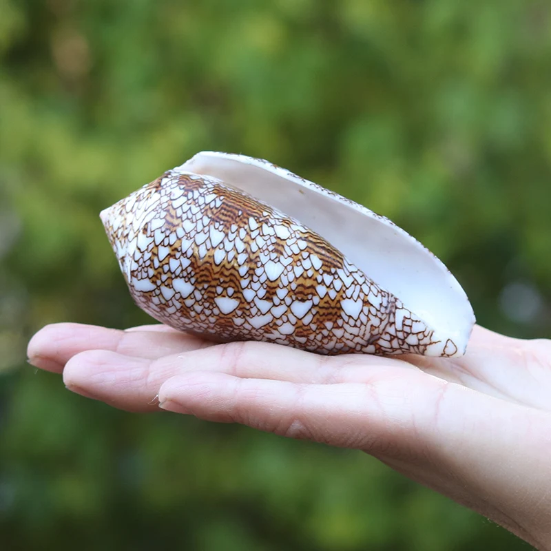 

Новая ваза, винтовое плетение, раковина из натуральных раковин, украшение для аквариума, Необычные образцы из микроландшафта