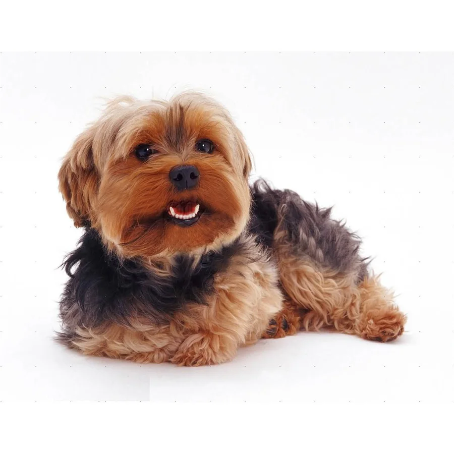 Квадратные дрель 5d Сделай Сам алмазная живопись йоркширского терьера вышитая