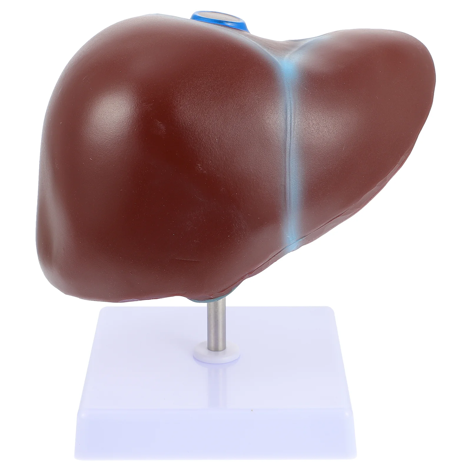 

1pc Anatomical Liver Model Human Liver Anatomical Model with Base