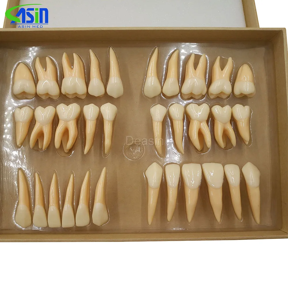 High Quality 2.5 times 32 pcs adult permanent teeth model Dental gift Communication Tooth Models Odontologia