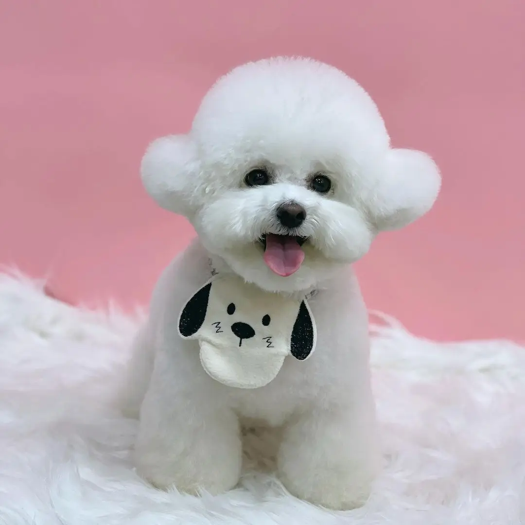 INS ветер корейский милая белая собака вышивка фотоэлемент животных Бишон Тедди