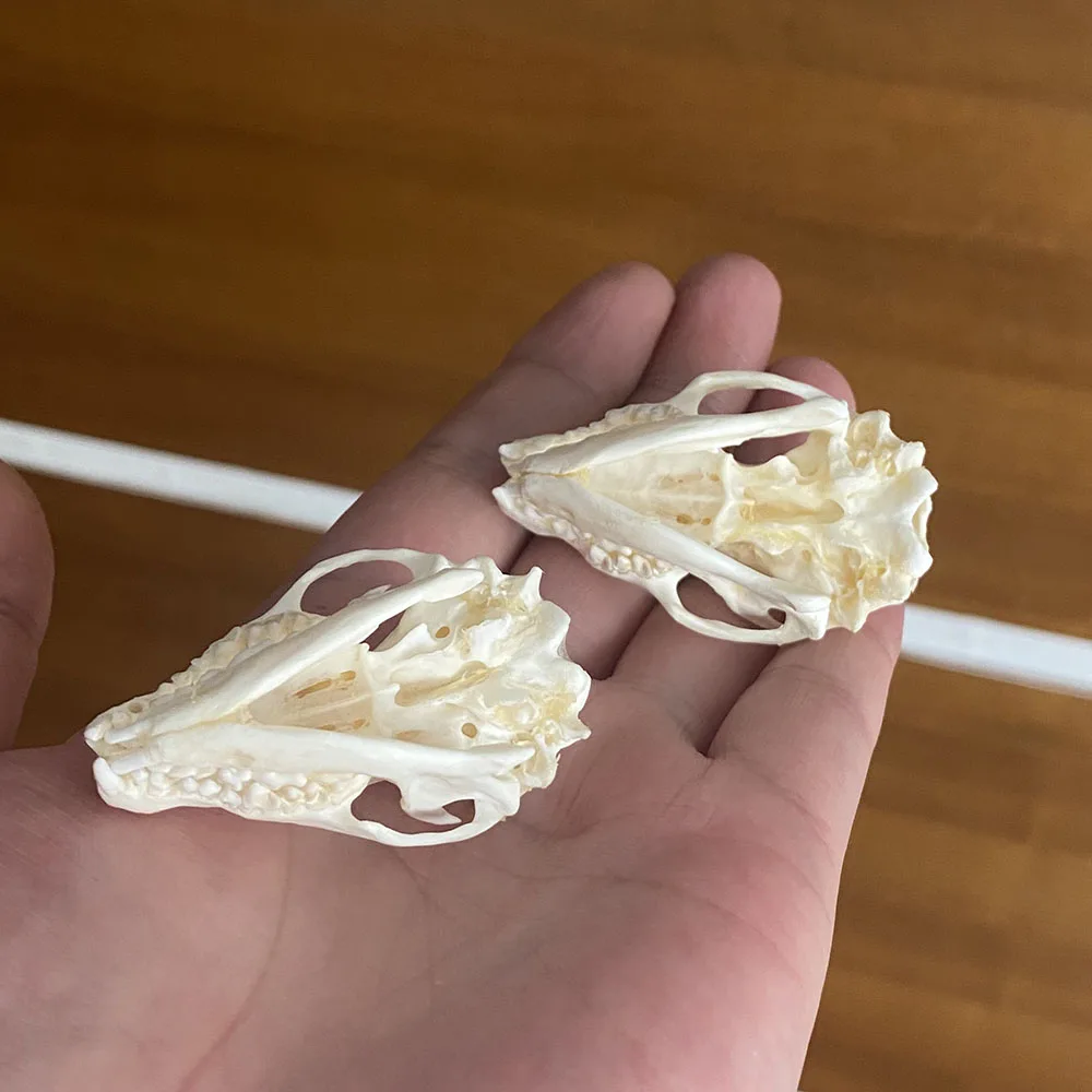 

2Pcs Real Hedgehog Animal Skull Taxidermy Study Unusual Ornament
