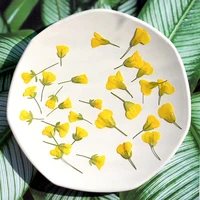 60pcs side pressed dried yellow cole flowers plant herbarium for jewelry photo frame phone case bookmark phone case diy making