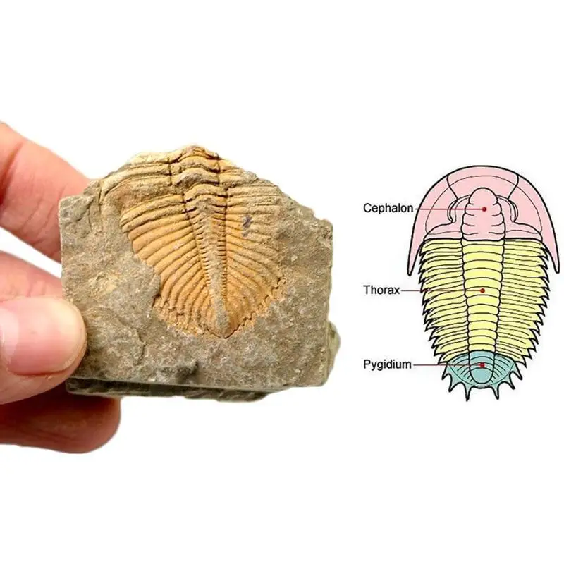 

1pc Teaching Popular Science Specimens Natural Paleontology Fossil Specimen Trilobite Crown Tail Worm Insect Rough Stone 2.5-4cm