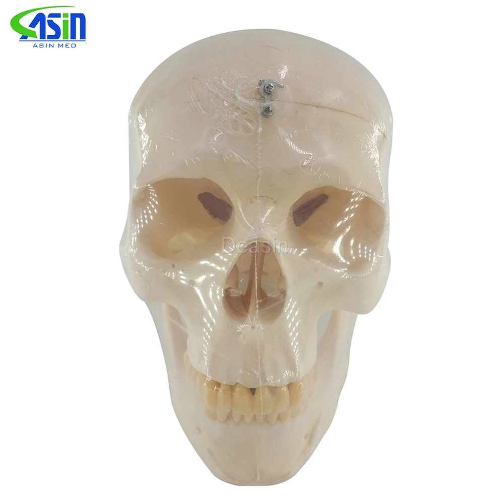 Deasin new Dental 1:1 head Model with teeth Medical Model dentist learning model