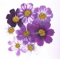 100pcs 4 7cm dried pressed purple cosmos bipinnata cav flower for postcard jewelry bookmark craft diy flowers accessories