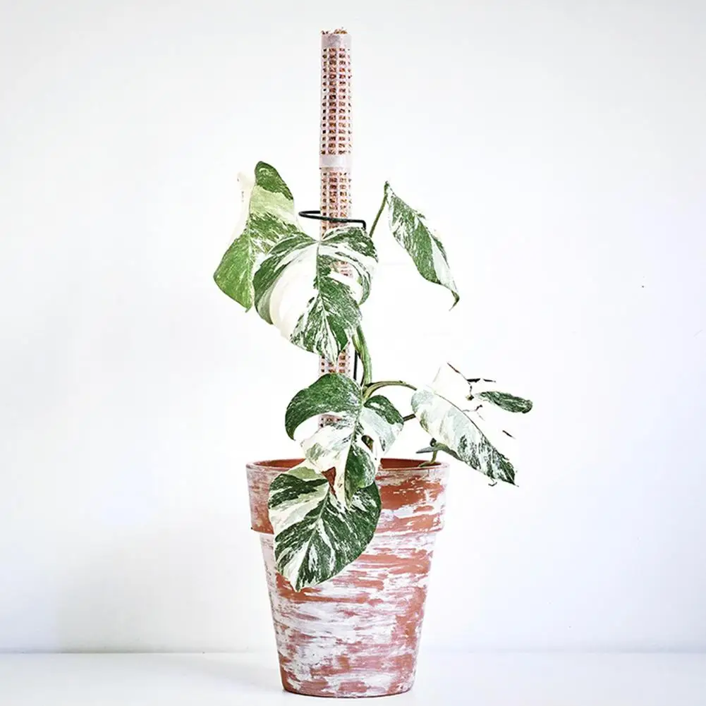 Подъемная палочка для выращивания растений кокосовой пальмы с удобрениями сада |