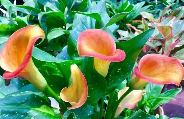 

2 Calla Lily Bulbs Flowers Perennial Rare Species Home Gorgeous Balcony Garden Outdoors Beautiful Easy Grow Plant Flower Roots