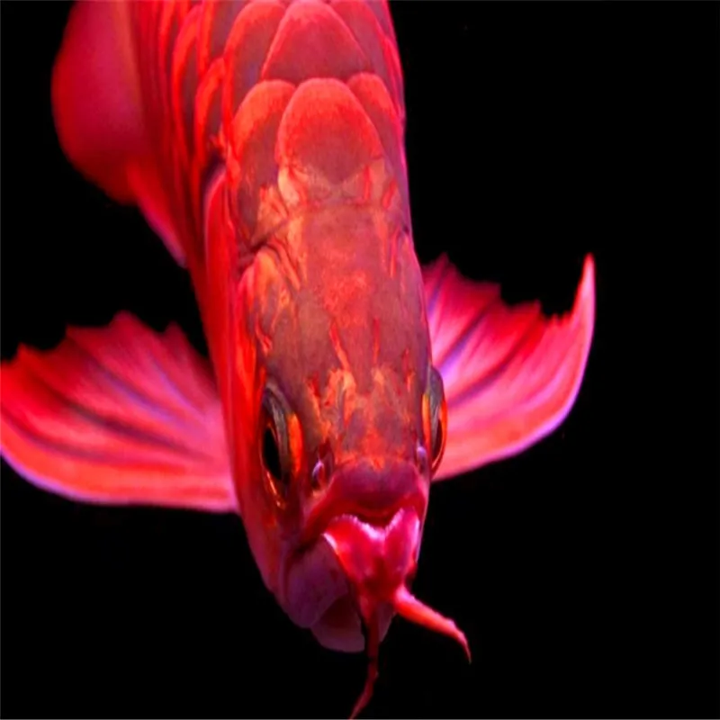 2020 корм для рыб неред аквариум морской лещ arowana золотой дракон красный аравана