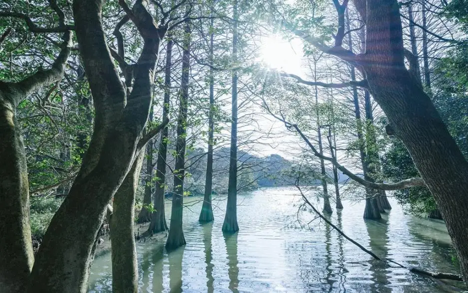 

papel de parede 3 d custom stereoscopic Park scenery paiting for living room nature paintings wallpaper