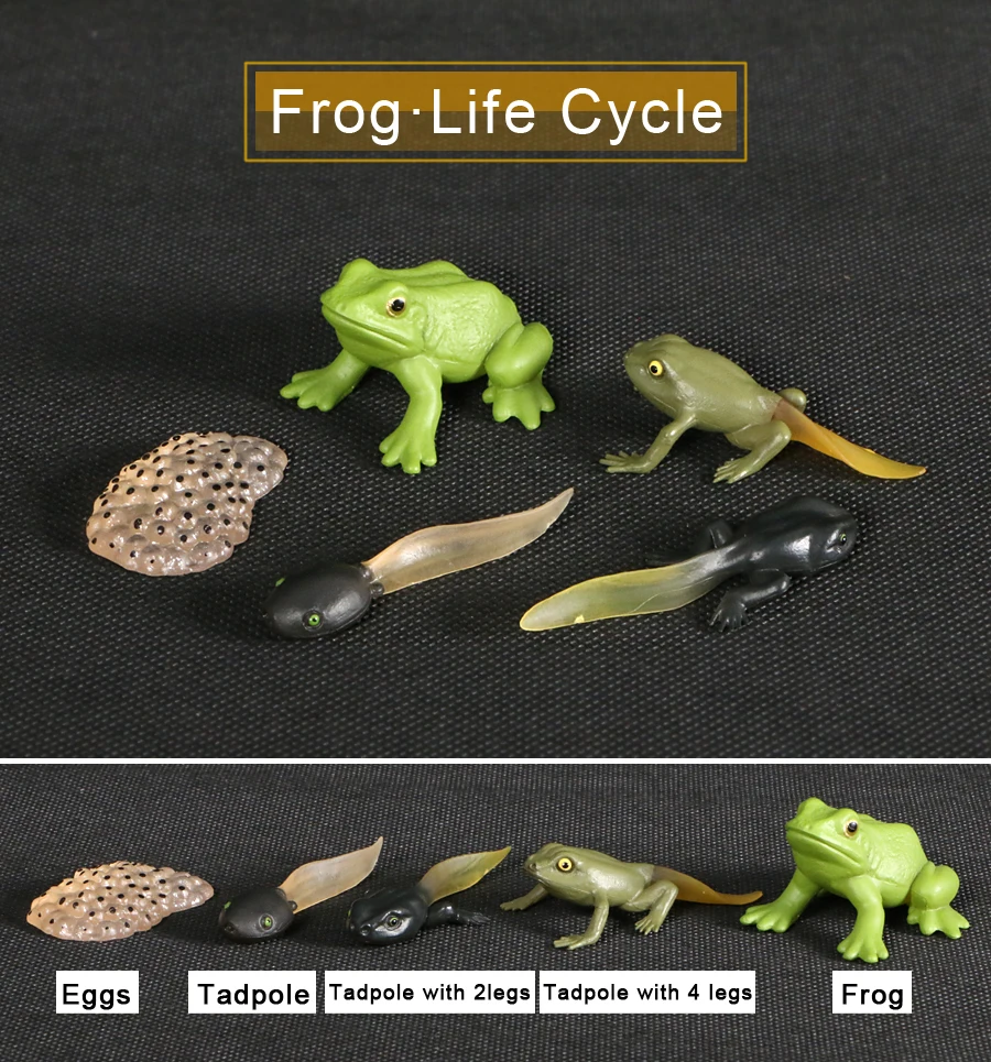 

Simulation Chicken,Frog,Ant,Mosquito,Sea Turtle Action Figures Animals Growth Cycle Life Cycle Model Teaching Material For Kids