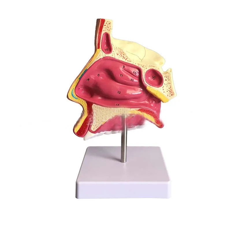 Модель анатомии носа, Otolaryngology, медицинская модель, модель женской полости рта и носа ophthalmology and otolaryngology