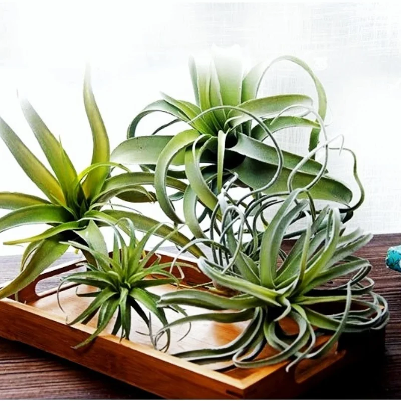 

Simulation Green Plant Pineapple Spider Plant, Hotel Window,Party Background Decoration,Home Living Room Vase Flower Arrangement