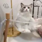 Домик для домашних питомцев и кошек, маленький домик для кошек и собак, космическое капсульное гнездо, акриловые сферические прозрачные коврики для сна для собак