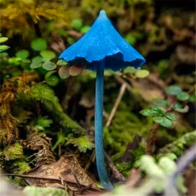

100Pcs Garden Rare Luminous Mushroom Seeds Nature Bonsai Amazing Succulent Plants Home Fragrance Fruits Essence Lip Mask GG-7