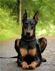 Алмазная 5D Вышивка сделай сам, картина из квадратных страз, вышивка крестиком Doberman Pinscher, 3D Мозаика из страз, домашний декор, Новинка