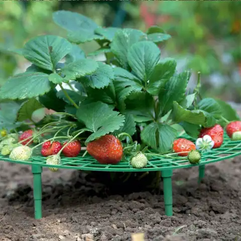 Клубничный стойка каркаса балкон овощных Rack растение Поддержка фруктов защиты полка чистая принадлежности для садоводства