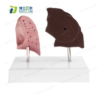 plastic lung anatomy model smokers lung vs health lung for medical teaching and communication