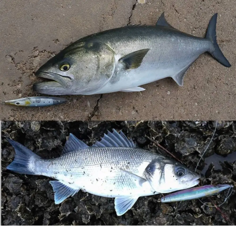 

Fangbait fishing lures tackle 2020 topwater pencil lures stickbaits astur saltwater lure 110mm 16.5g for bonitos seabass