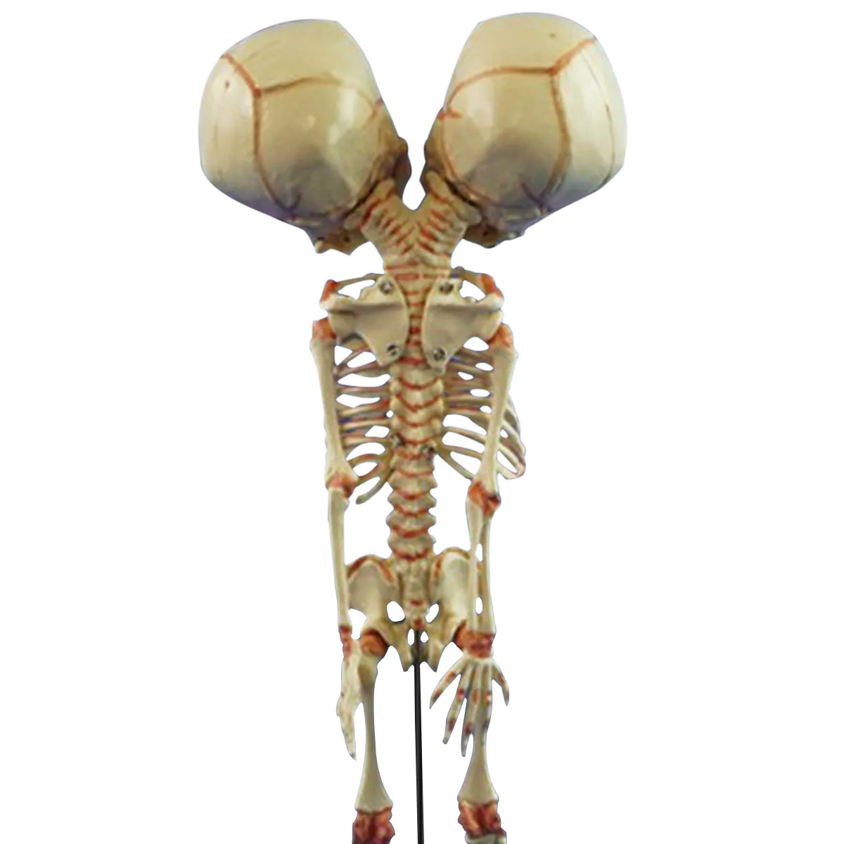 Новая модель человеческого анатомического исследования 13*15*37 см | Канцтовары для