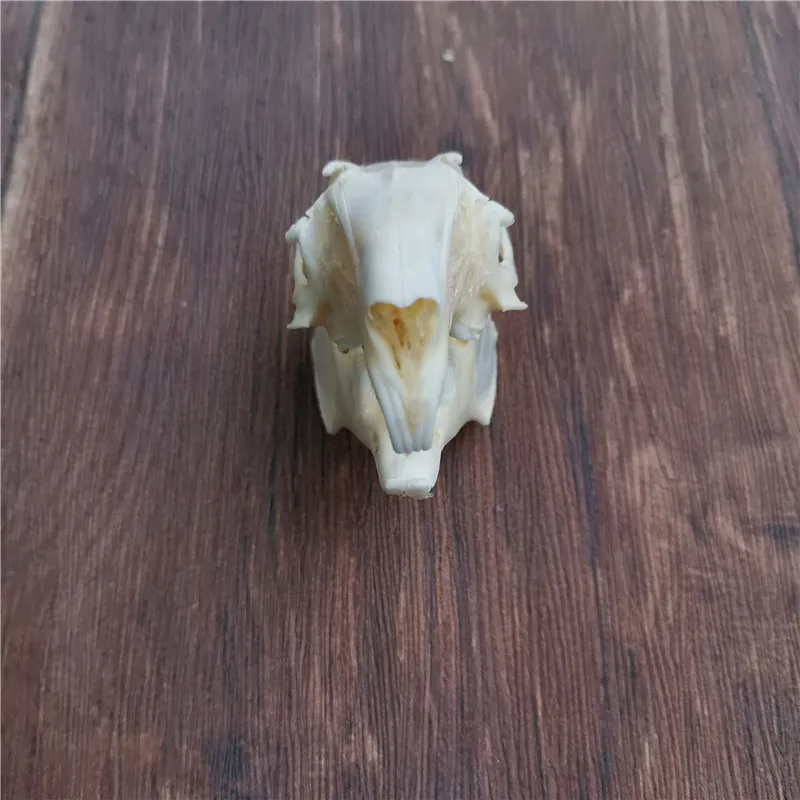 1 шт.-10 шт. черепом с натуральным кроличьим мехом Череп Коллекция образец поделки