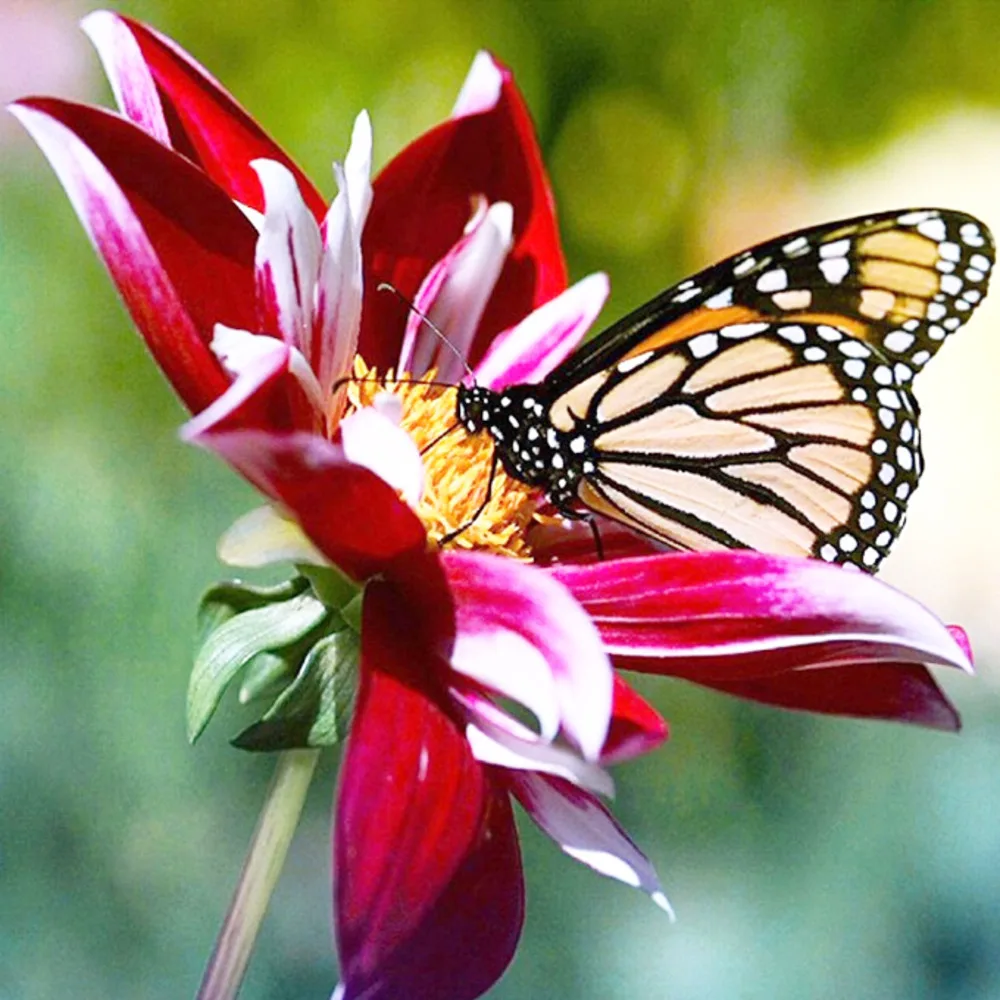 Набор для вышивки крестом с красными цветами и бабочками набор рукоделия