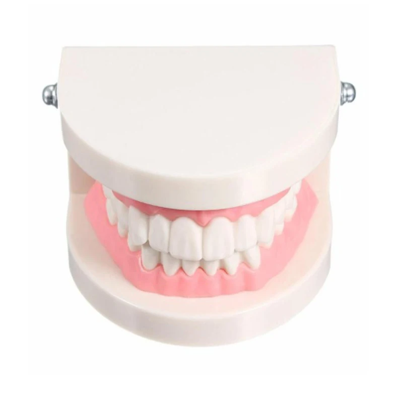 Профессиональный Белый Стандартный зубной обучающий инструмент для взрослых