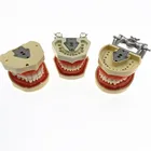 Зубная Учебная модель, зубная модель, зубная фантомная головка, модель зубов с винтовыми фиксированными зубами