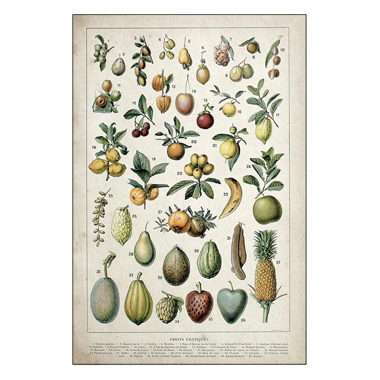 Плакат Palaeobios с растением в стиле ретро гобелен из искусственного шелка фруктами