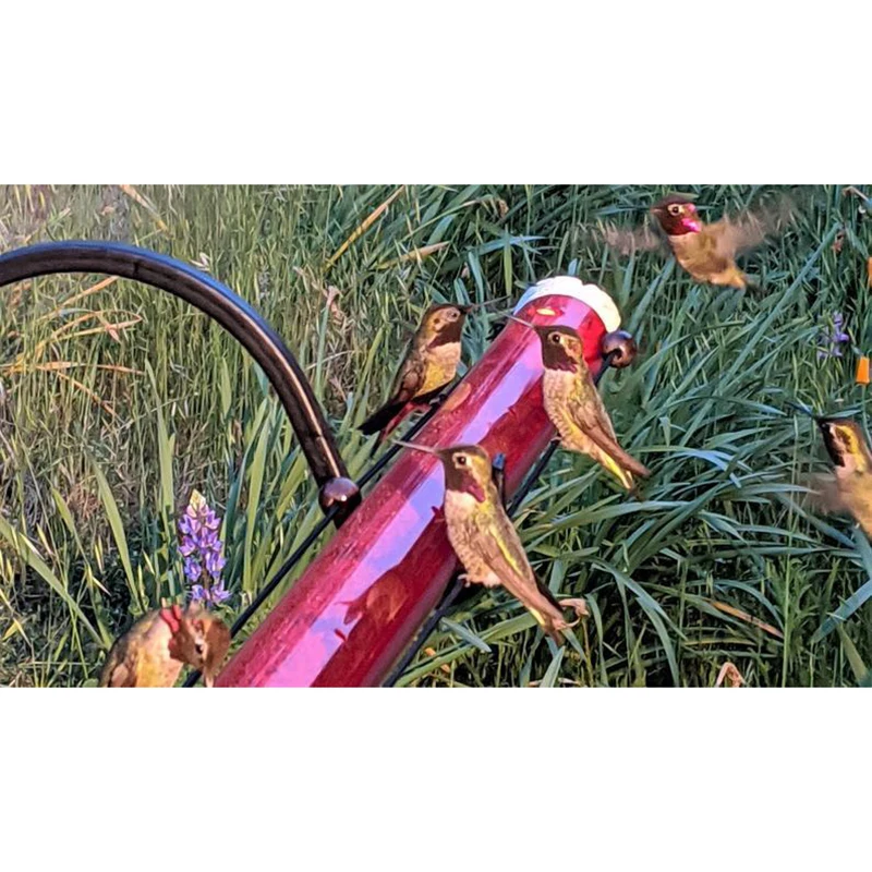 

Anna's Best Hummingbird Feeder 24oz / 48oz with Hole Birds Feeding Transparent Pipe Easy to Use EL