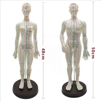 female male acupuncture model 50cm with chinese points base pvc human body acupuncture model acupuncture point model