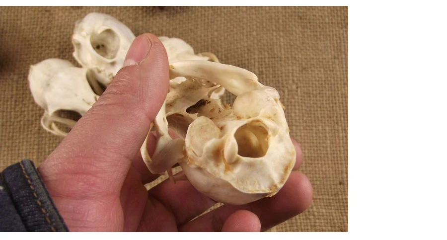 Aqumotic Cat Bones декор 1 шт. животное кошка череп настоящая кость здоровье зубы стоматологические естественные высушенные хороший декорация дом с привидениями