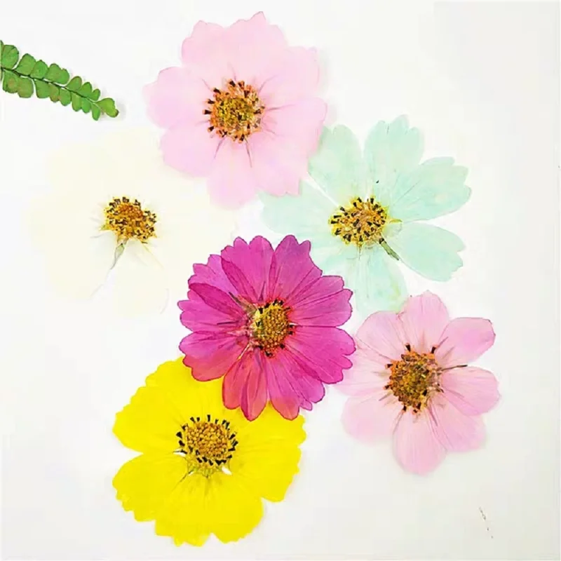 60 шт прессованный высушенный Potentilla fragarioides Linn цветок гербарий из растений для