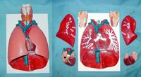 throat heart lung model