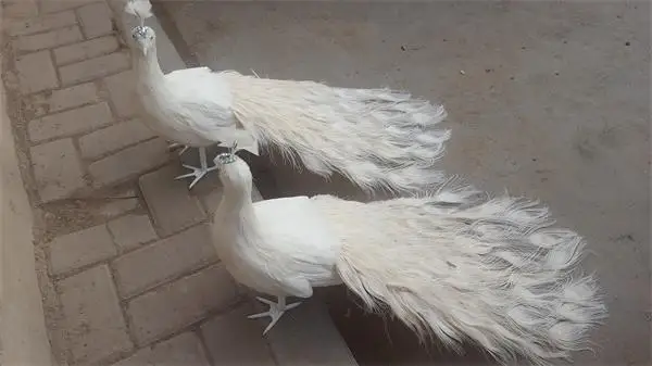 Un par de lindos pavo real de la vida real, modelo de espuma y pluma, hermoso p&aacute;jaro blanco pavo real, regalo de alrededor de 80cm XD0071-0