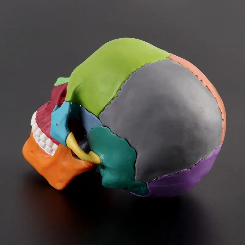 

15pcs/set 4D Disassembled Color Skull Anatomical Model Detachable Teaching Tool