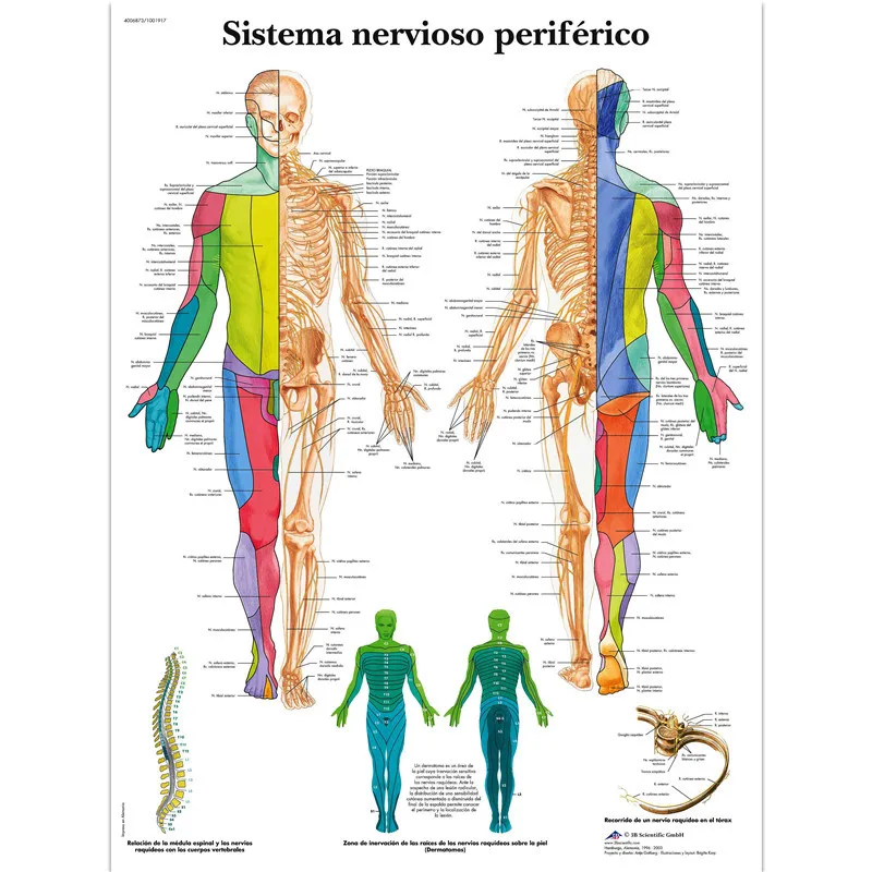 Английская версия человеческого скелета части анализа постер офис спрей