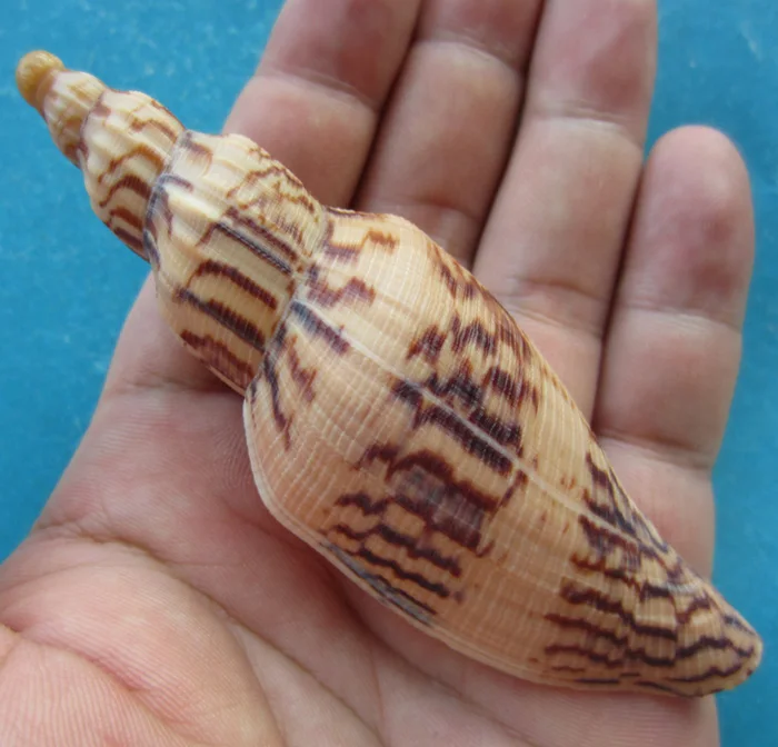 

Коллекция редких раковин Hami Conch 9,8 см, украшение для дома