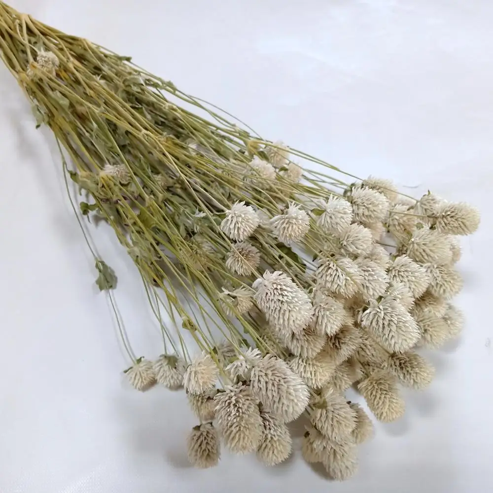 Высушенный шар Dongliflower цветок амаранта сохраненный натуральный белый розовый