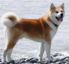 Алмазная вышивка сделай сам, животное, собака Акита, домашнее животное на заказ, 5 алмазных картин, вышивка крестиком, 3D, Алмазная мозаика, рукоделие, Рождество