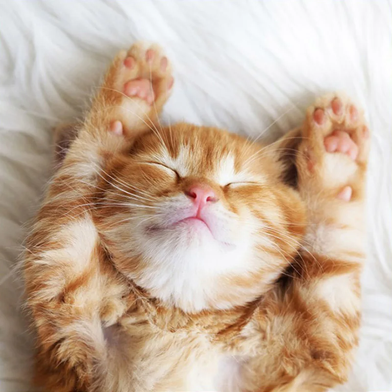 Алмазная 5D картина сделай сам мозаика с изображением кота листьев живой изгороди