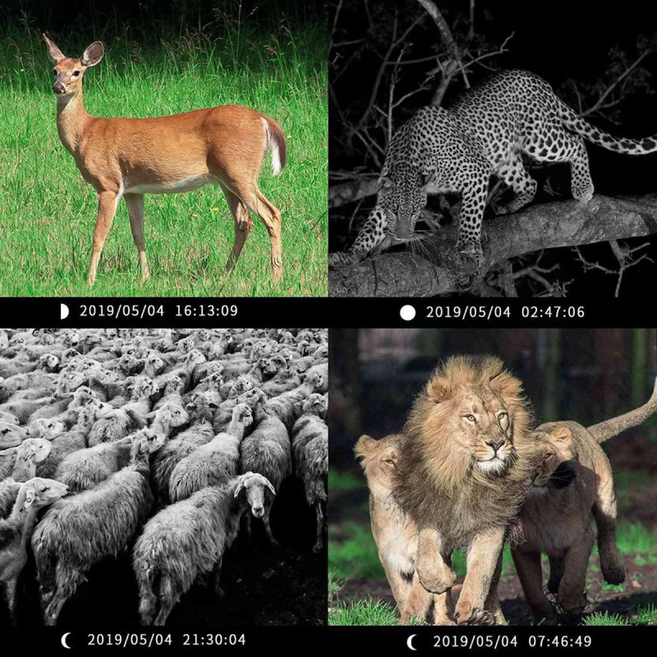 

Trail Hunting Camera S300 20MP Infrared Wireless Cameras Photo Traps 1080P Wildlife Cams Surveillance