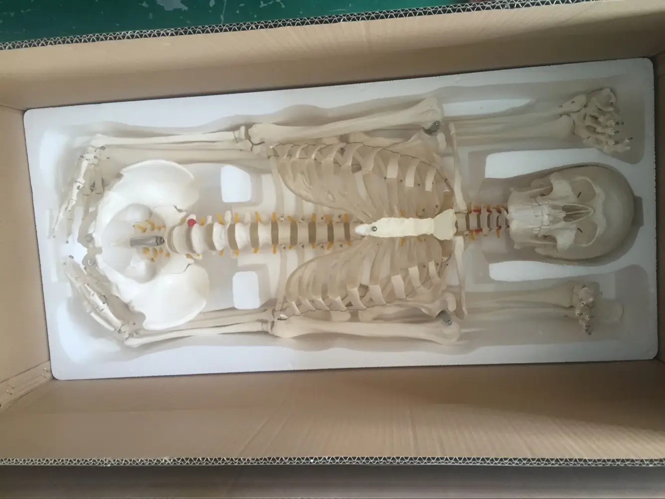 Шиньон 180 см жизнь Размеры модель скелета человека для медицинские товары